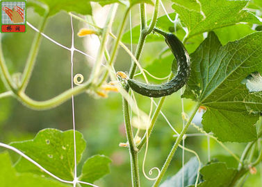 Plastic Climbing Plant Support Netting , Garden Mesh For Climbing Plants