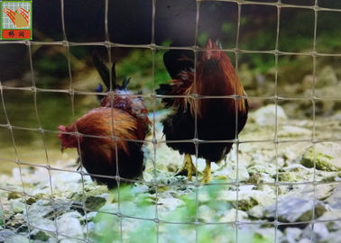 Red plástica transparente de las aves de corral, red plástica de las aves de corral, alambre de pollo Mesh Fencing, red del pollo de Tailandia